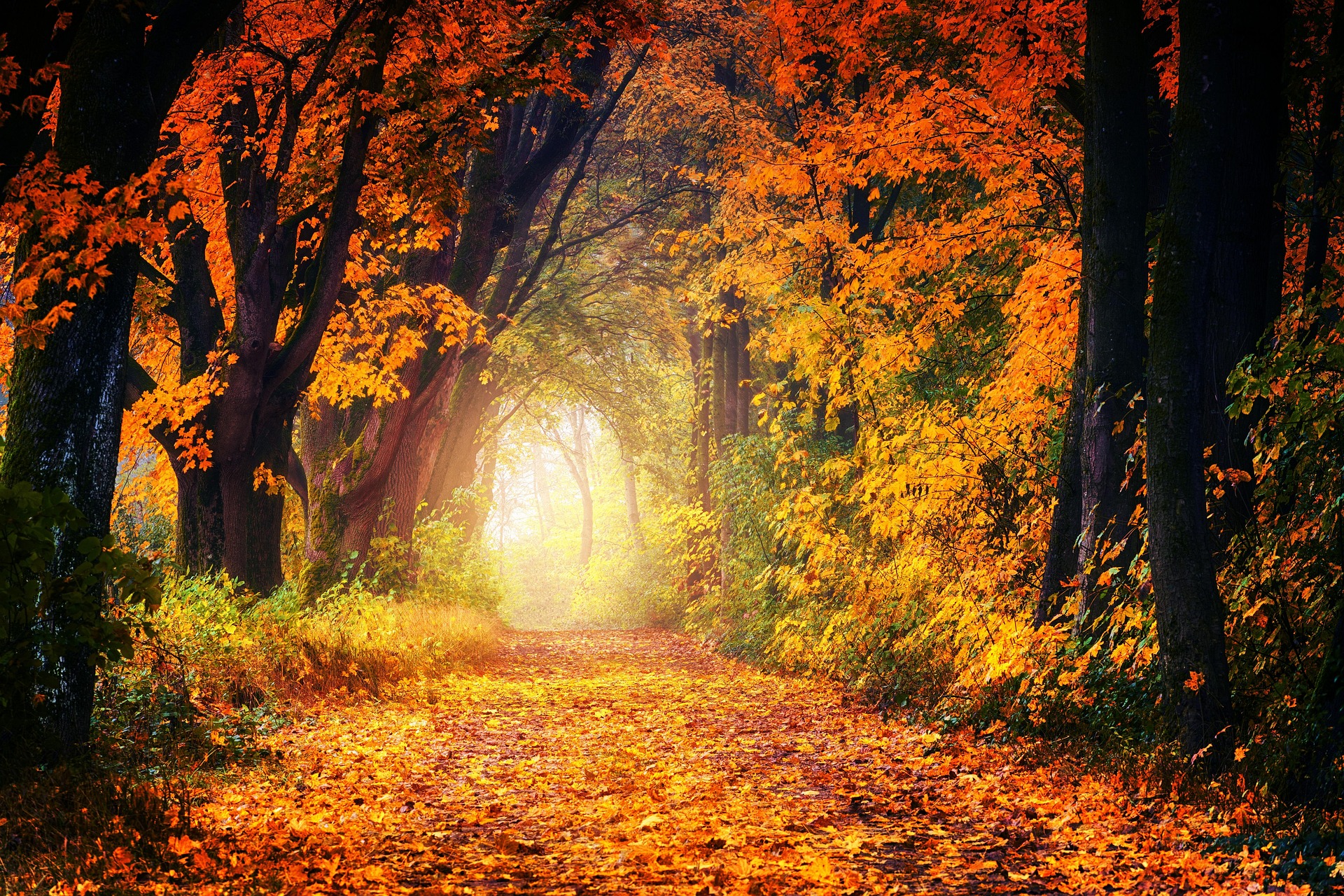 Un sentier de forêt en automne baigné de lumière.